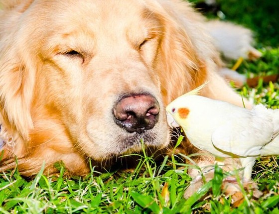 Bob e sua amiga calopsita (Foto: Reprodução/Instagram)