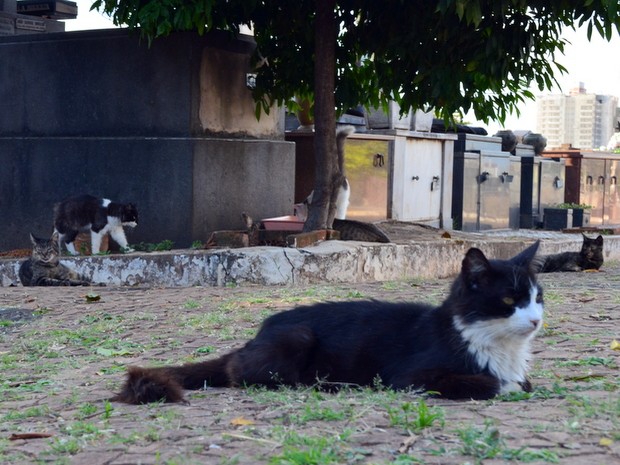 Cerca de 250 gatos vivem no Cemitério da Saudade, em Piracicaba (Foto: Thomaz Fernandes/G1)