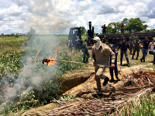 Plantações foram encontradas pela Polícia Civil de Mãncio Lima  (Foto: Gledisson Albano/Arquivo pessoal)