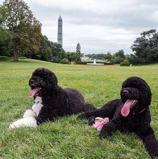Bo e Sunny, cachorros do Obama (Foto: Instagram/Reproduo)