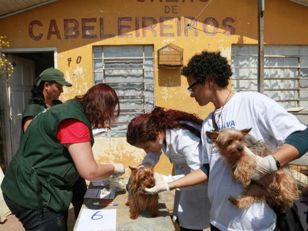 Foram encontrados 30 cachorros (Foto: Cesar Brustolin/Divulgação/ SMCS)