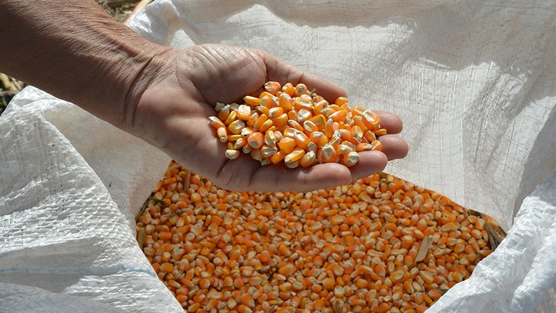 Grãos de milho na mão com saco carregado ao fundo (Foto: Guilherme Viana)