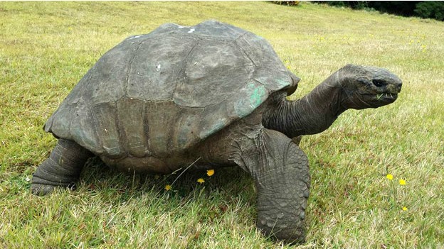 Tartaruga teria nascido em 1832 (Fot BBC)