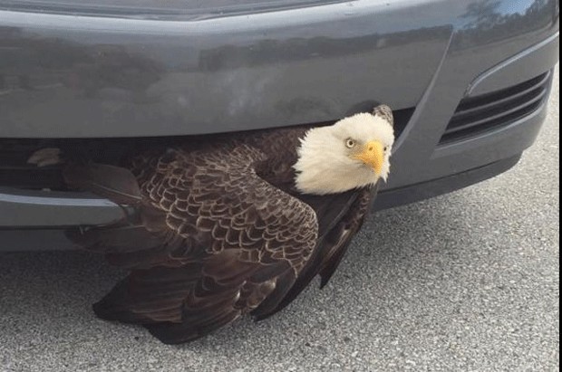 Águia fica presa em para-choque de carro nos EUA (Foto: B.E.A.K.S./Facebook)