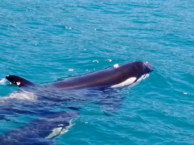 Cerca de sete baleias estavam na região nos últimos dias (Foto: Divulgação/Instituto Argonauta)