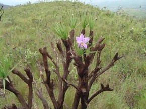 Biologos Fazem Operacao De Guerra Contra Praga No Parque Do Rola Moca Minas Gerais G1