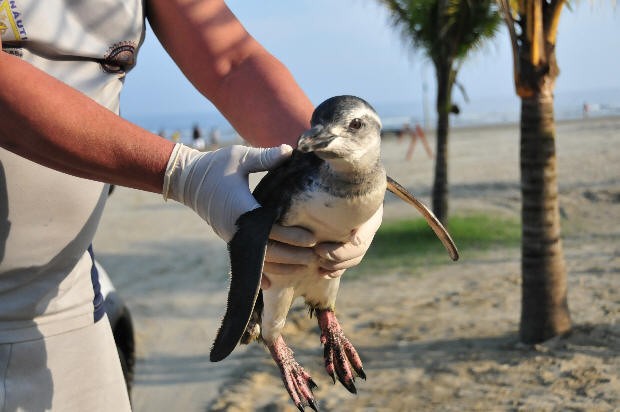Pinguim é resgatado em Praia Grande (Foto: Jairo Marques/Prefeitura de Praia Grande)