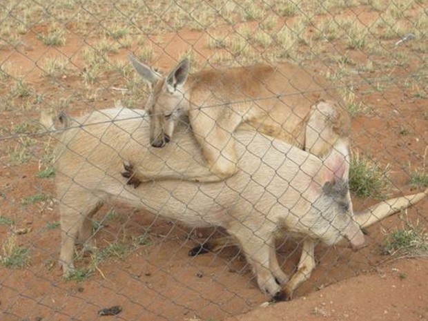 Porca e canguru vivem em um centro turístico no interior da Austrália  (Foto: Ryan Frazer)