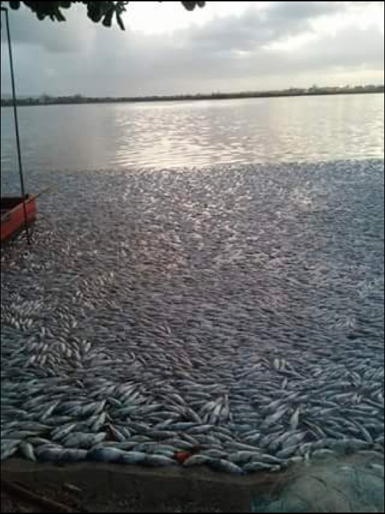 Peixes foram encontrados em diversos pontos, como na Lagoa de Barra de Maricá (Foto: Lívia Coutinho/ Arquivo Pessoal)