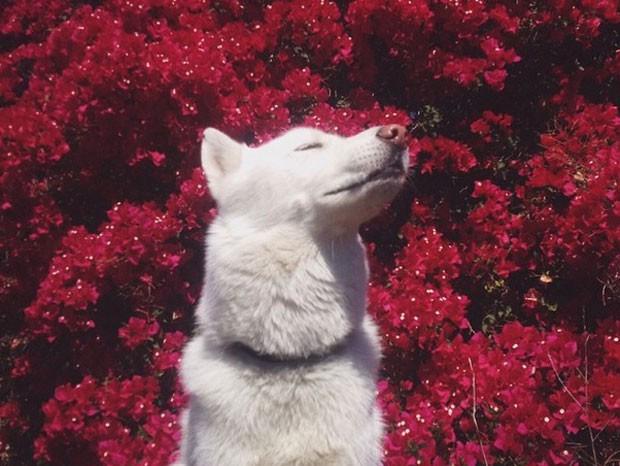 Wolf em um reserva indígena da Califórnia (Foto: John Stortz/Instagram)