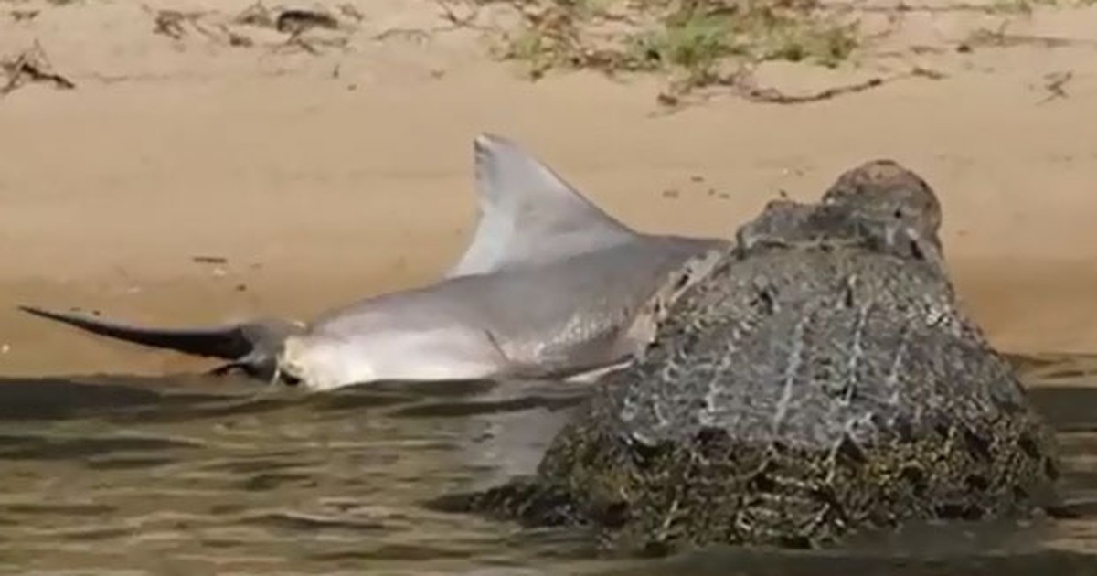 G Em Duelo De Gigantes Crocodilo Flagrado Devorando Tubar O