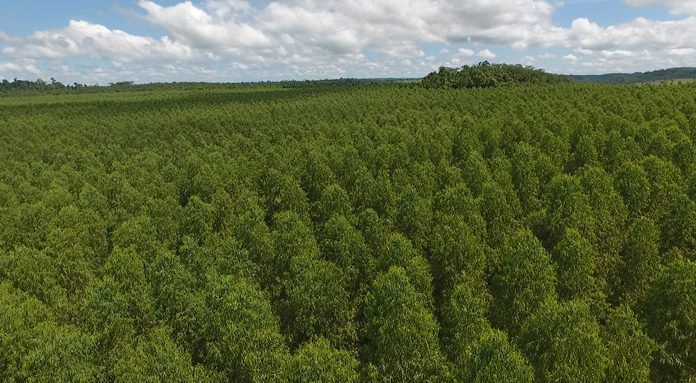 Pés de eucalipto na região do baixo Parnaíba, no Maranhão.  (Foto: Reprodução/TV Mirante)