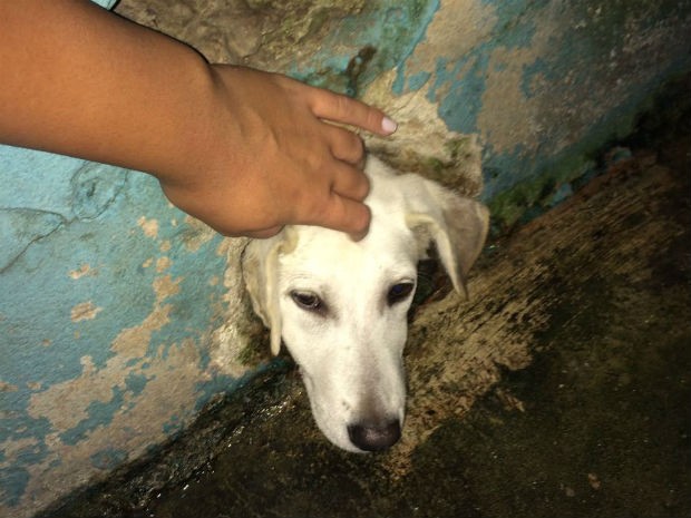 Cachorro ficou preso em parede de casa em Jundiaí (Foto: Corpo de Bombeiros/Divulgação)