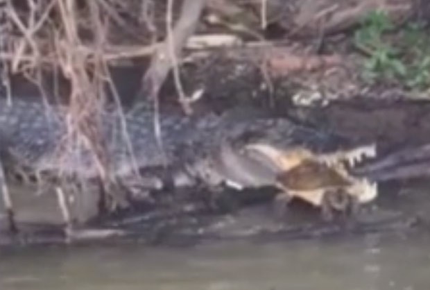 g1 crocodilo é filmado tentando devorar tartaruga em rio na austrália