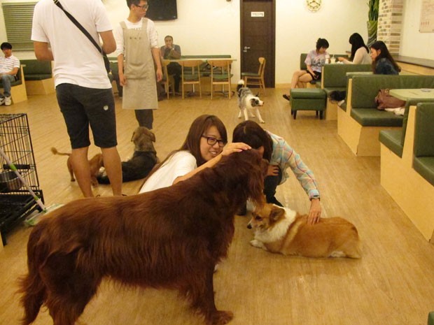 Bau House, café para cães em Seul, na Coreia (Foto: Daniela Braun/G1)