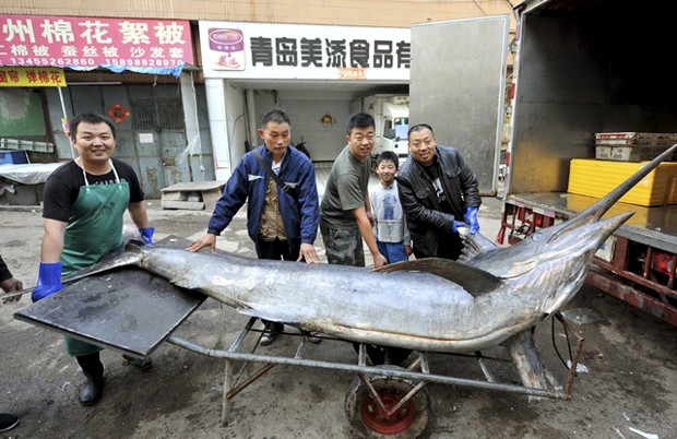 Peixe-espada de mais de 300 kg é pescado na China (Foto: Reuters/Stringer)