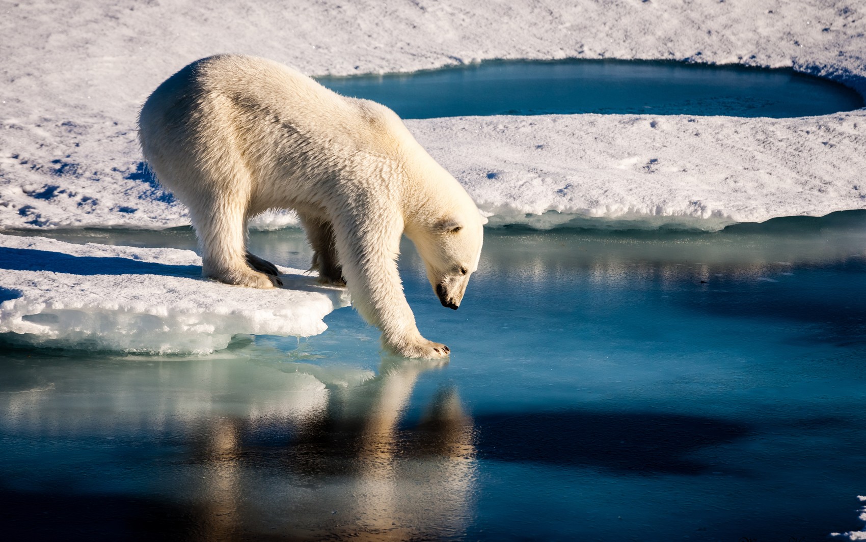 Foto divulgada pela União Europeia de Geociências mostra urso polar testando a resistência de uma camada de gelo fina no Ártico (Foto: MARIO HOPPMANN / EUROPEAN GEOSCIENCES UNION / AFP)