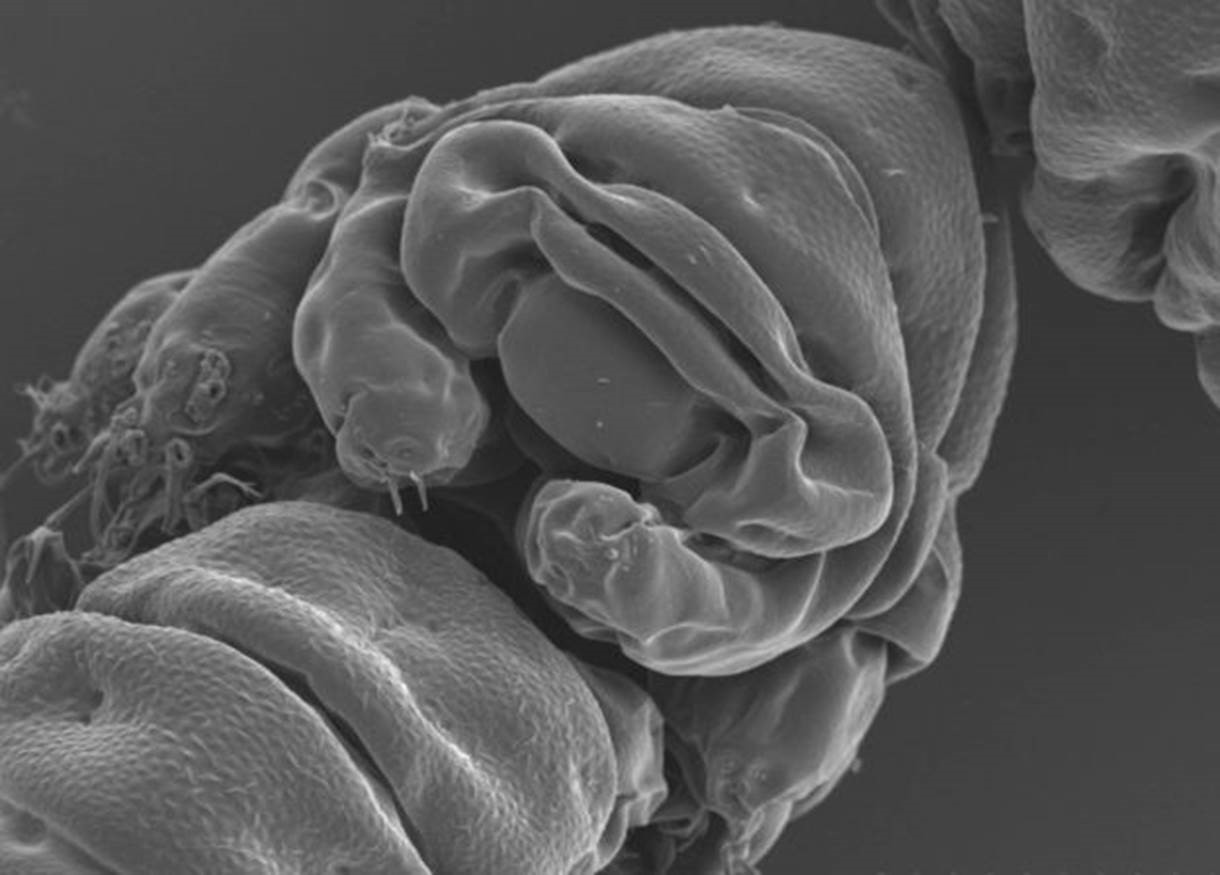 Cientistas estudaram o genoma da espécie Ramazzottius varieornatus para identificar a "arma secreta" que explica como os tardígrados são capazes de sobreviver a todo tipo de condições extremas (Foto: S Tanaka/H Sagara/T Kunieda)