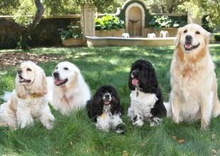 Cachorros de Oprah (Foto: Pamela Hanson/ Oprah)