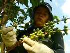 Escassez de café robusta derruba exportações do Brasil em outubro