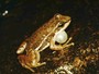 Pesquisadores da Unesp descobrem rã que canta e acaricia para acasalar
