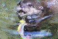 Lontra mergulha fundo para resgatar iPhone de turista e nada para devolver (Reprodução/Facebook/Cornish Seal Sanctuary)