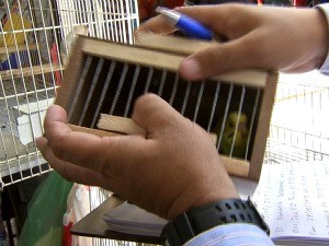Feirantes foram orientados a evitar colocar pássaros em caixotes  (Foto: TV Verdes Mares/ Reprodução)