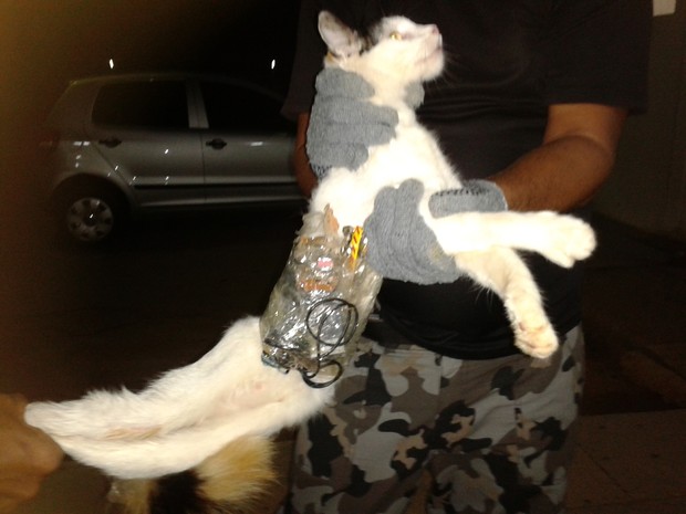gato serra presídio (Foto: Divulgação/Superintendencia Geral do Sistema Penitenciário de Alagoas )