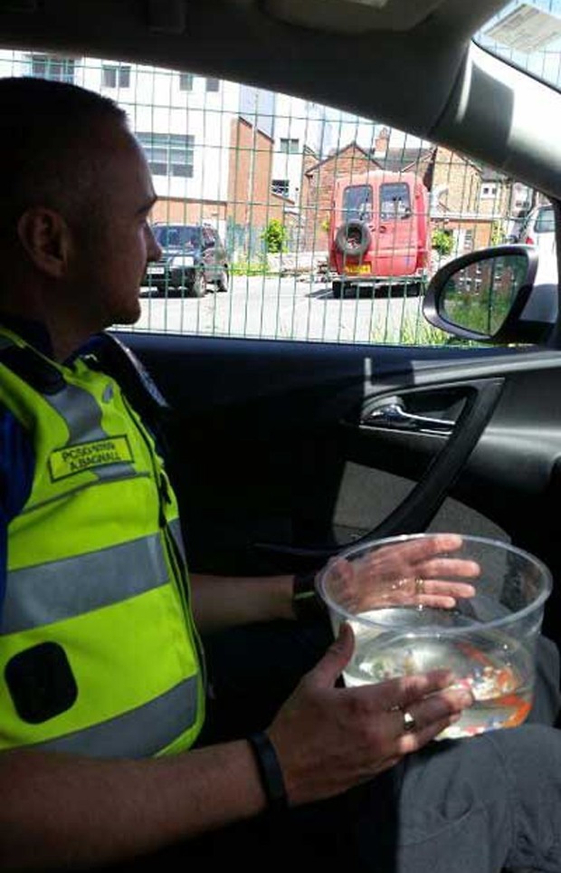 Polícia inglesa resgatou peixe-dourado que havia sido deixado em carro (Foto: Reprodução/Twitter/Hartshill Police)