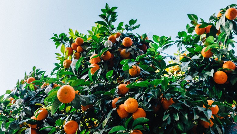 laranja-laranjeira (Foto: Unsplash/Creative Commons)
