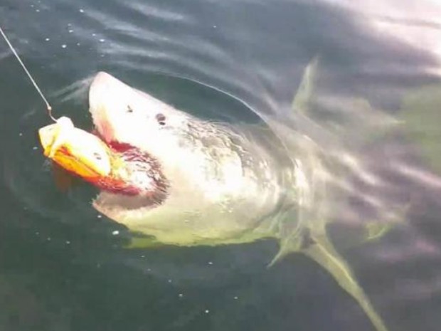 Grande tubarão branco rondou barco e atacou isca (Foto: Reprodução/YouTube/ Team Buck Rogers )