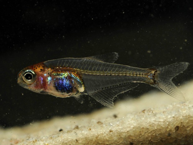 Notícia - Nova espécie de peixe transparente é descoberta no Rio Negro, no AM Cyanogaster_1