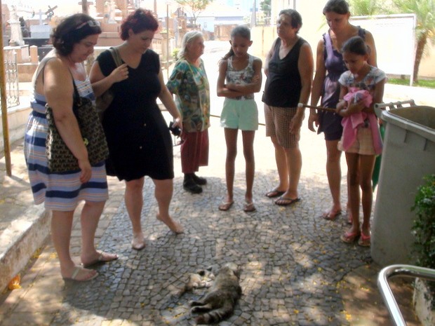 Gatos são mortos no Cemitério da Saudade, em Piracicaba (Foto: Eduardo Martins/EPTV)