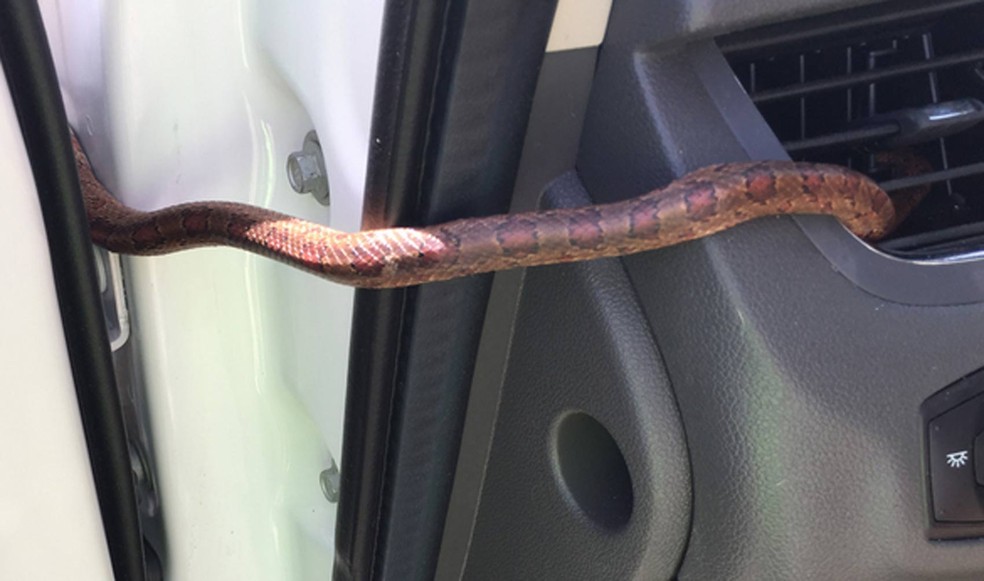 Monica Dorsett entrou em pânico depois que uma cobra deslizou pela saída do ar-condicionado de seu carro (Foto: Reprodução/Fox 13)