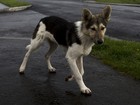 Cães têm origem na Ásia Central, indica pesquisa genética