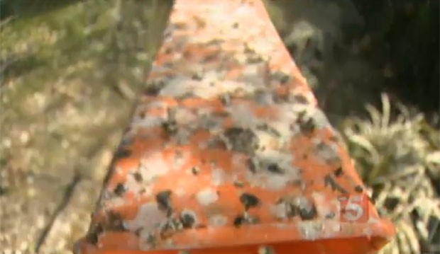 Cidade sofre com sujeira provocada pelas aves (Foto: Reprodução)