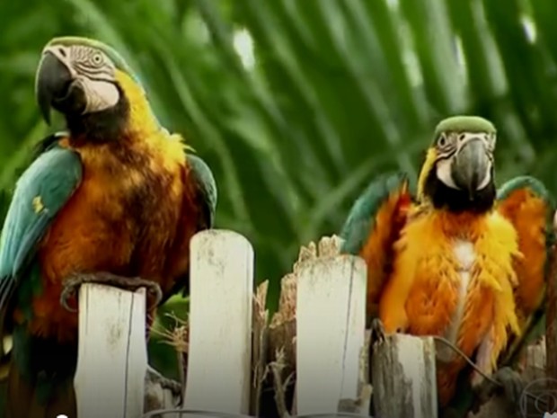 A cada ano o número de araras aumenta (Foto: Reprodução/TV TEM)