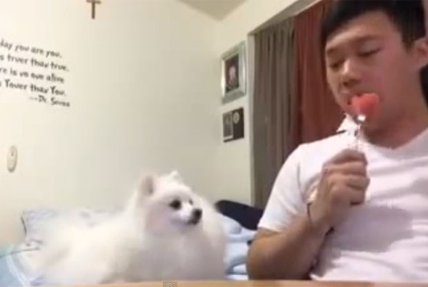 Vídeo de cão olhando toda vez que seu dono tenta pôr pedaço de melancia na boca faz sucesso na web (Foto: Reprodução/YouTube/우끼끼)