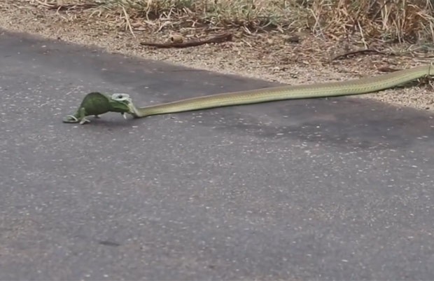 Vídeo mostra cobra arrastando a presa para o meio do mato (Foto: Reprodução/YouTube/Kruger Sightings)