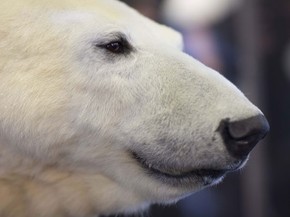 Urso Polar Knut Ganha Estatua Feita Com Seu Pelo Original Na Alemanha Turismo E Viagem G1 Ontem acordamos na expectativa de ver neve em nossa capital! urso polar knut ganha estatua feita com seu pelo original na alemanha turismo e viagem g1