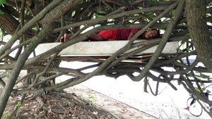 Morador de rua tira soneca em árvore com colchão à beira da Lagoa, RJ (Fabiano Ristow/TV Globo)