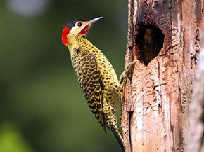 Pica Pau Batuca No Tronco Das Arvores Para Demarcar O Territorio Especiais G1