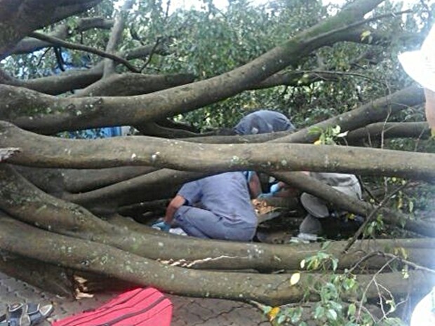 Bombeiros prestam socorros à vítima após queda de árvore em Tatuí (Foto: Arquivo Pessoal/Flávio Augusto)