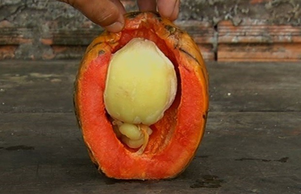 Mamão 'dois em um' é colhido com fruto menor dentro em Jataí, Goiás (Foto: Reprodução/TV Anhanguera)