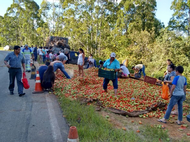 Fotógrafo somou 12 pessoas recolhendo tomates do chão (Foto: Juliano Cidro/ Sudoeste Notícias)