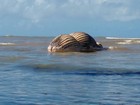 Baleia jubarte é encontrada morta em praia de Aracruz, ES
