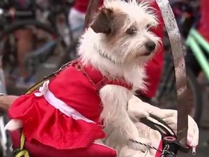 Até o cão entrou no clima natalino (Foto: Reprodução/TV TEM) Até o cão entrou no clima natalino (Foto: Reprodução/TV TEM)