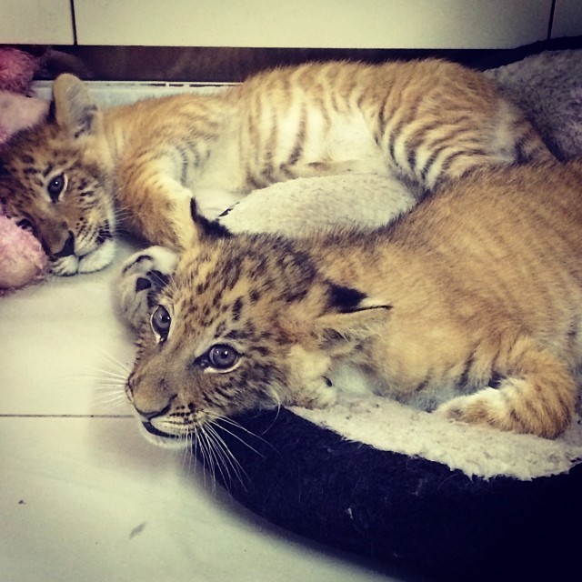 ParisHilton também ficou pertinho de filhotes de tigres (Foto: Reprodução/Instagram) ParisHilton também ficou pertinho de filhotes de tigres (Foto: Reprodução/Instagram)