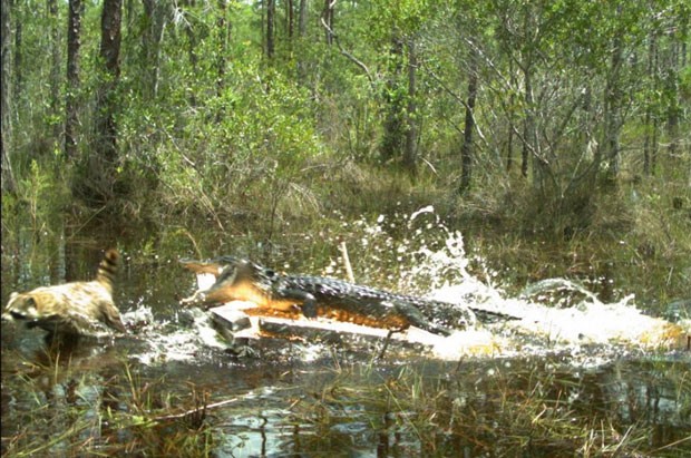 Câmeras de monitoramento flagraram um guaxinim tentando escapar de um ataque de um aligátor (Foto: Reprodução/Facebook/Florida Fish and Wildlife Conservation Commission)