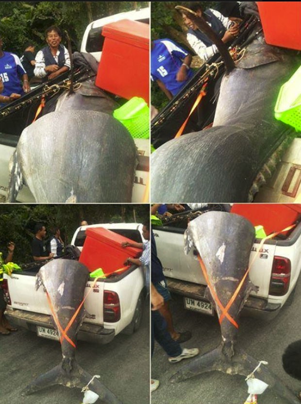 Criatura foi vendida em um mercado de peixe de Ranong por 4.500 bahts tailandeses (Foto: Reprodução/YouTube/TvThailandHD)